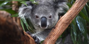 Mutilations d’animaux en Australie : un koala retrouvé mort avec les oreilles coupées