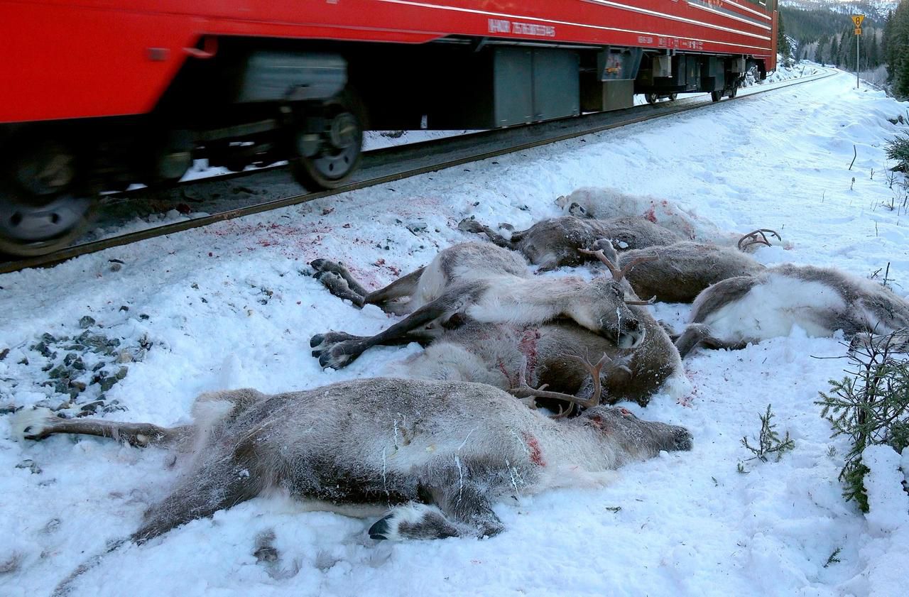 Norvège : une centaine de rennes fauchés par des trains