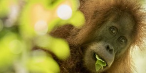 Une nouvelle espèce d’orang-outan découverte en Indonésie