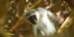 Pourquoi des singes verts inquiètent la Guadeloupe