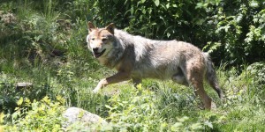 Somme : un loup a été identifié en octobre