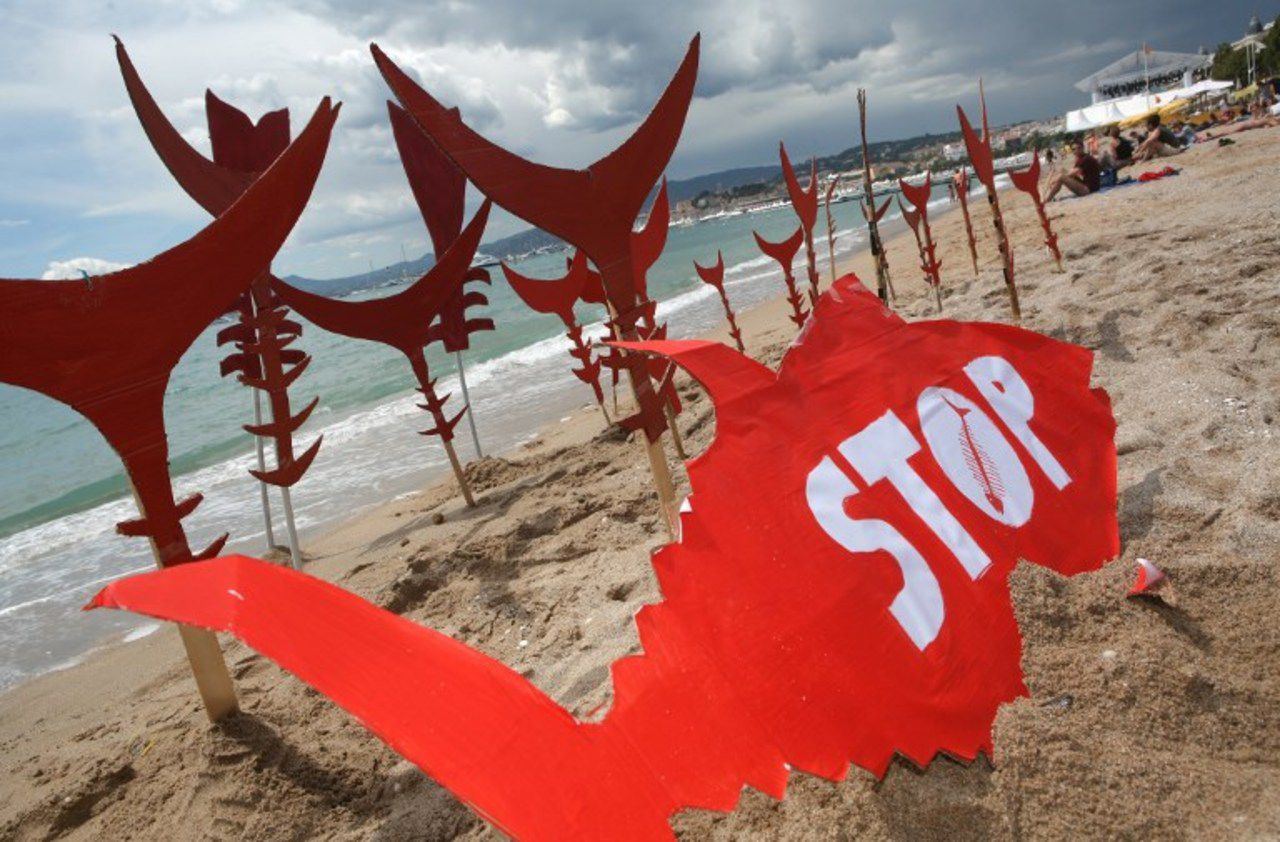 Le thon rouge   «menacé» par la hausse des quotas de pêche, selon une ONG