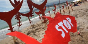 Le thon rouge   «menacé» par la hausse des quotas de pêche, selon une ONG