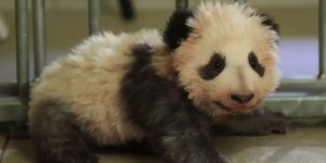 VIDEO. Le bébé panda du zoo de Beauval, Mini Yuan Zi, fait ses premiers pas