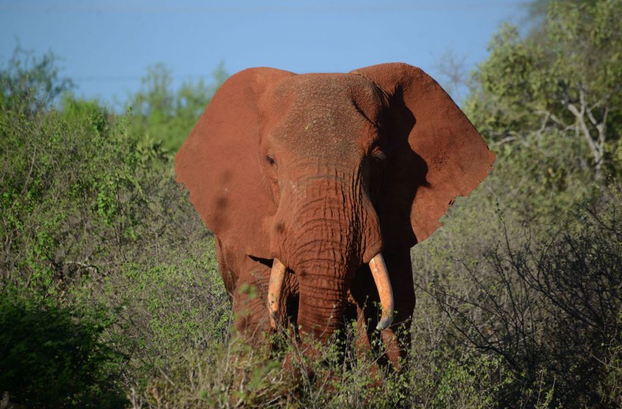 Zambie : deux touristes belge et néerlandais piétinés à mort par un éléphant