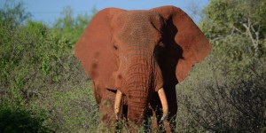 Zambie : deux touristes belge et néerlandais piétinés à mort par un éléphant