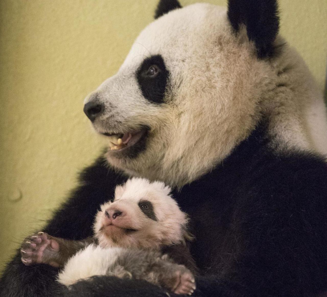 Zoo de Beauval : tous gagas du bébé panda !