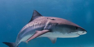 Costa Rica : une touriste américaine tuée par un requin-tigre
