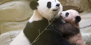 Bébé panda  : première sortie publique de Yuan Meng au zoo de Beauval