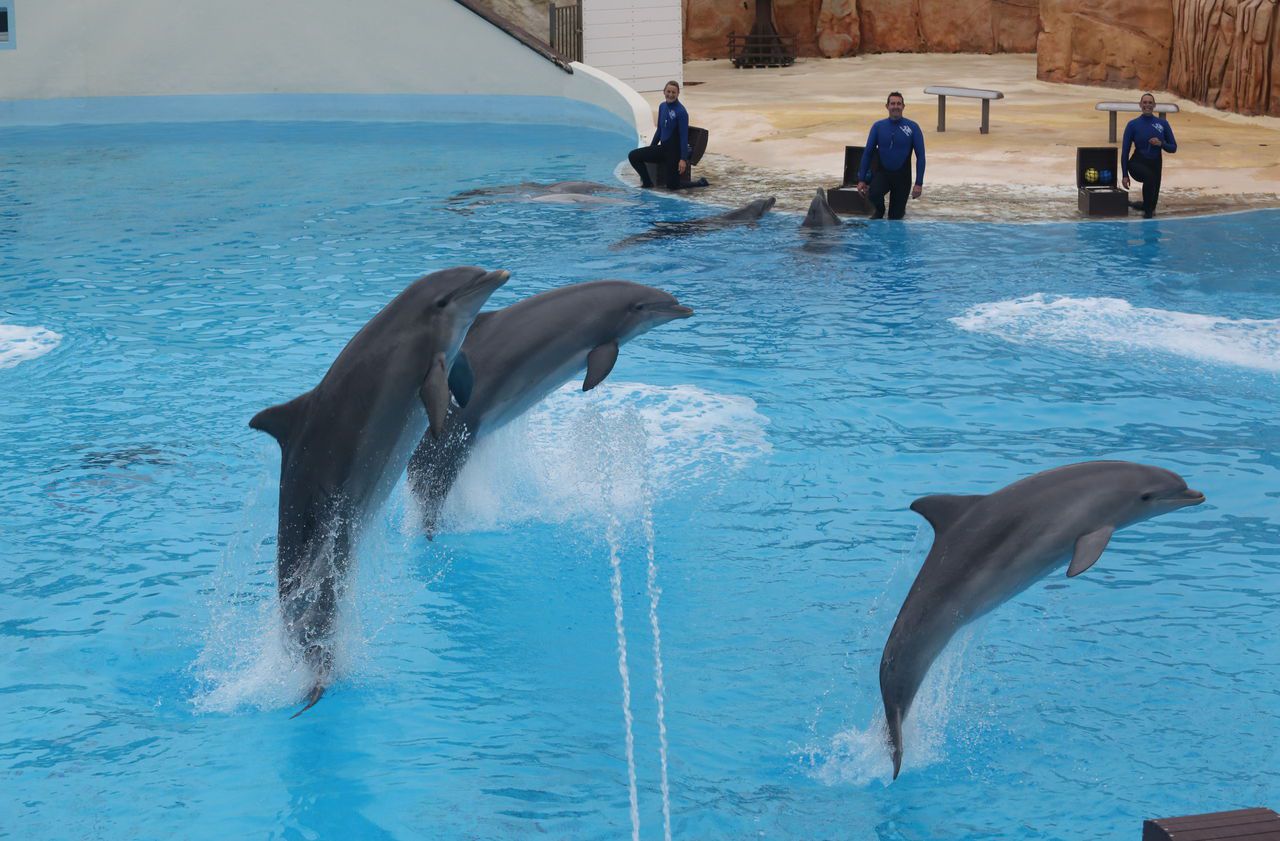 Le Conseil d’Etat annule l’arrêté interdisant la reproduction des dauphins en captivité