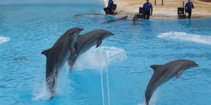 Le Conseil d’Etat annule l’arrêté interdisant la reproduction des dauphins en captivité