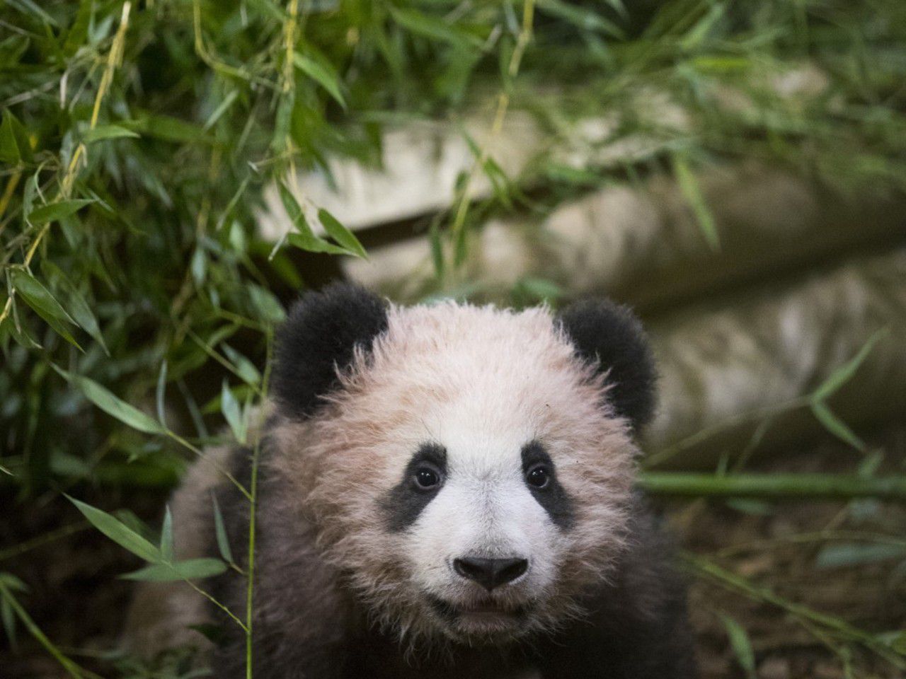 EN IMAGES. Le bébé panda de Beauval se dévoile au public