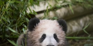 EN IMAGES. Le bébé panda de Beauval se dévoile au public