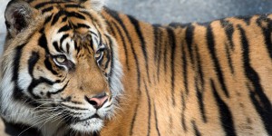 Indonésie : une employée d’une plantation de palmiers tuée par un tigre