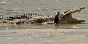 Indonésie : un pneu autour du cou, un crocodile risque d’étouffer