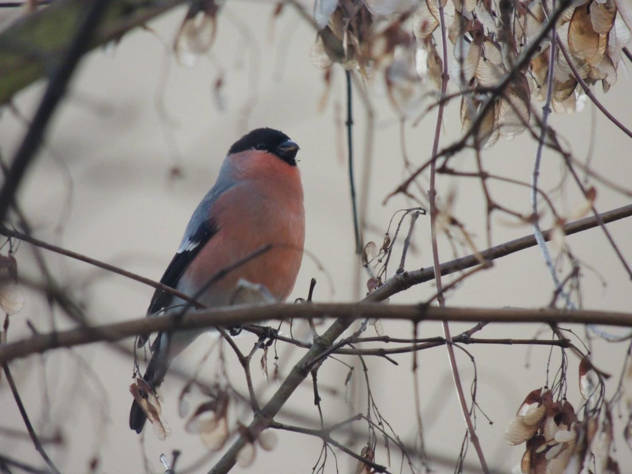 Pollution sonore : les oiseaux ne s'entendent plus chanter
