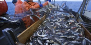 Les ports de Calais et Boulogne bloqués par les pêcheurs opposés à la pêche électrique