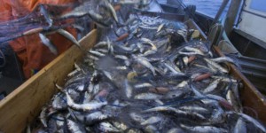Vote au Parlement européen : pourquoi la pêche électrique inquiète