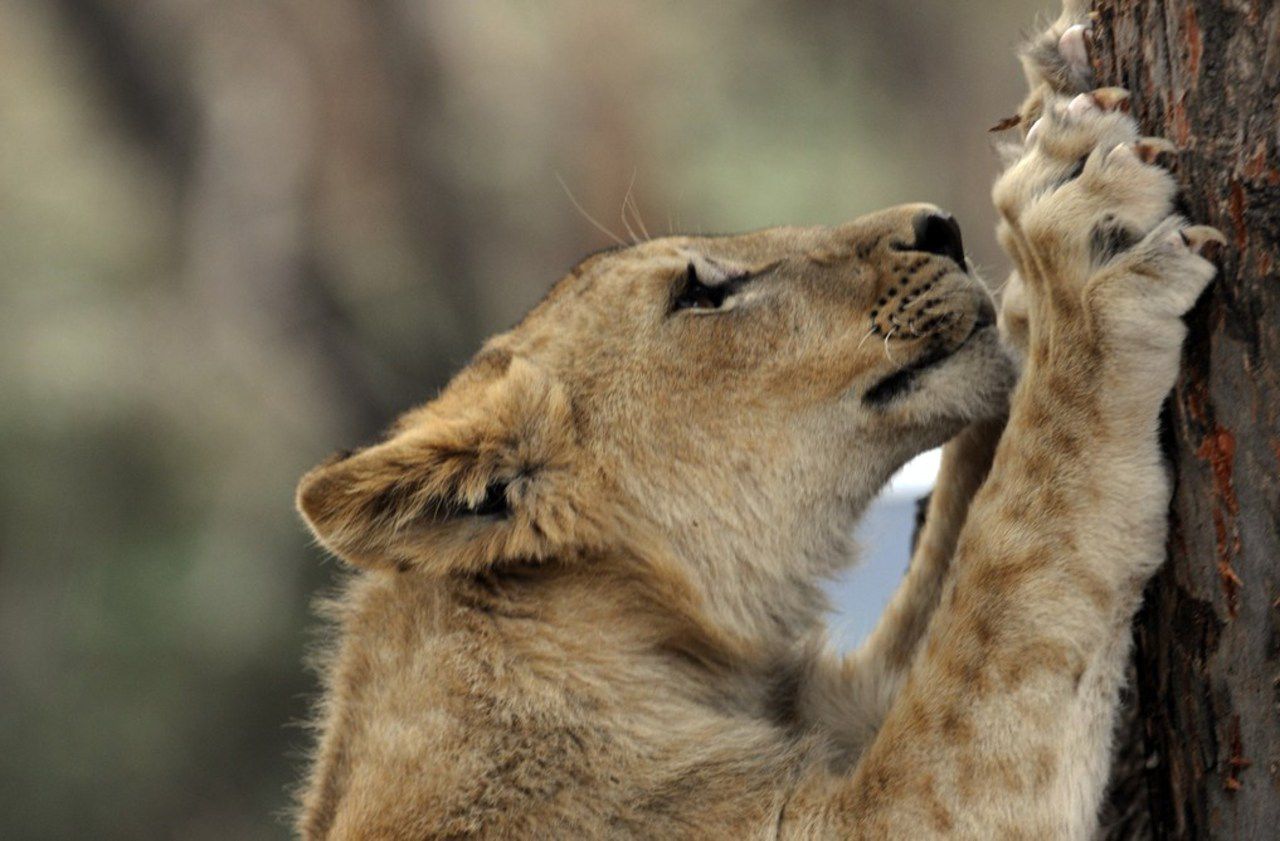 Afrique du Sud : une touriste américaine tuée par une lionne dans une réserve