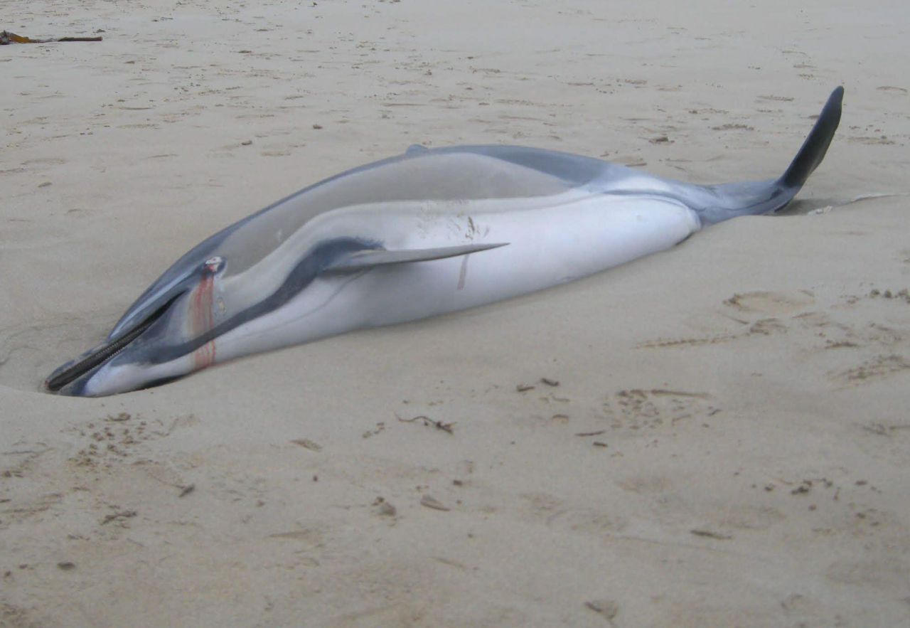Bretagne : inquiétude après de nombreux échouages de dauphins 