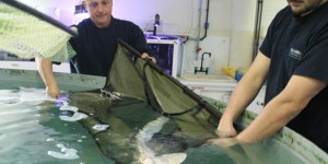 L'aquarium de Paris transfère ses requins à La Rochelle
