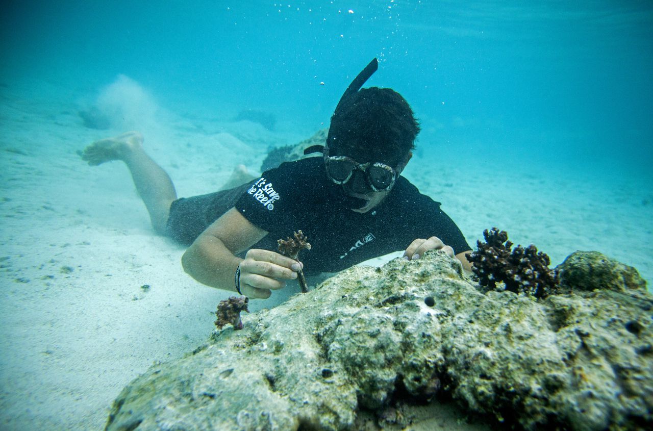 Polynésie : ils plantent des coraux pour reconstruire des récifs