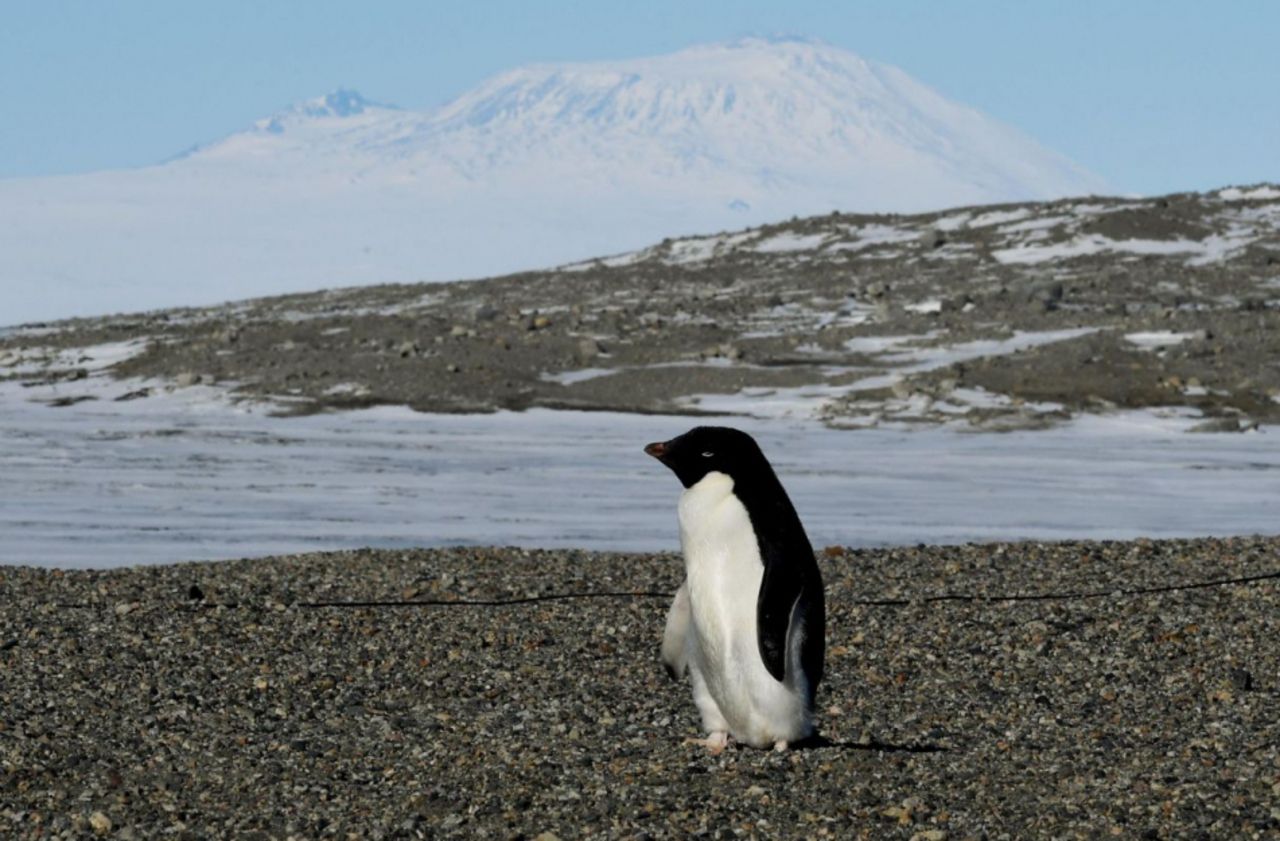 Antarctique : découverte d’une nouvelle colonie de 1,5 million de manchots Adélie