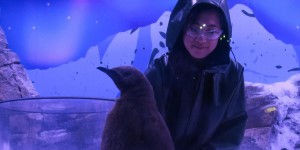 Aquarium du Val d’Europe  : le bébé manchot royal s’appelle Flocon