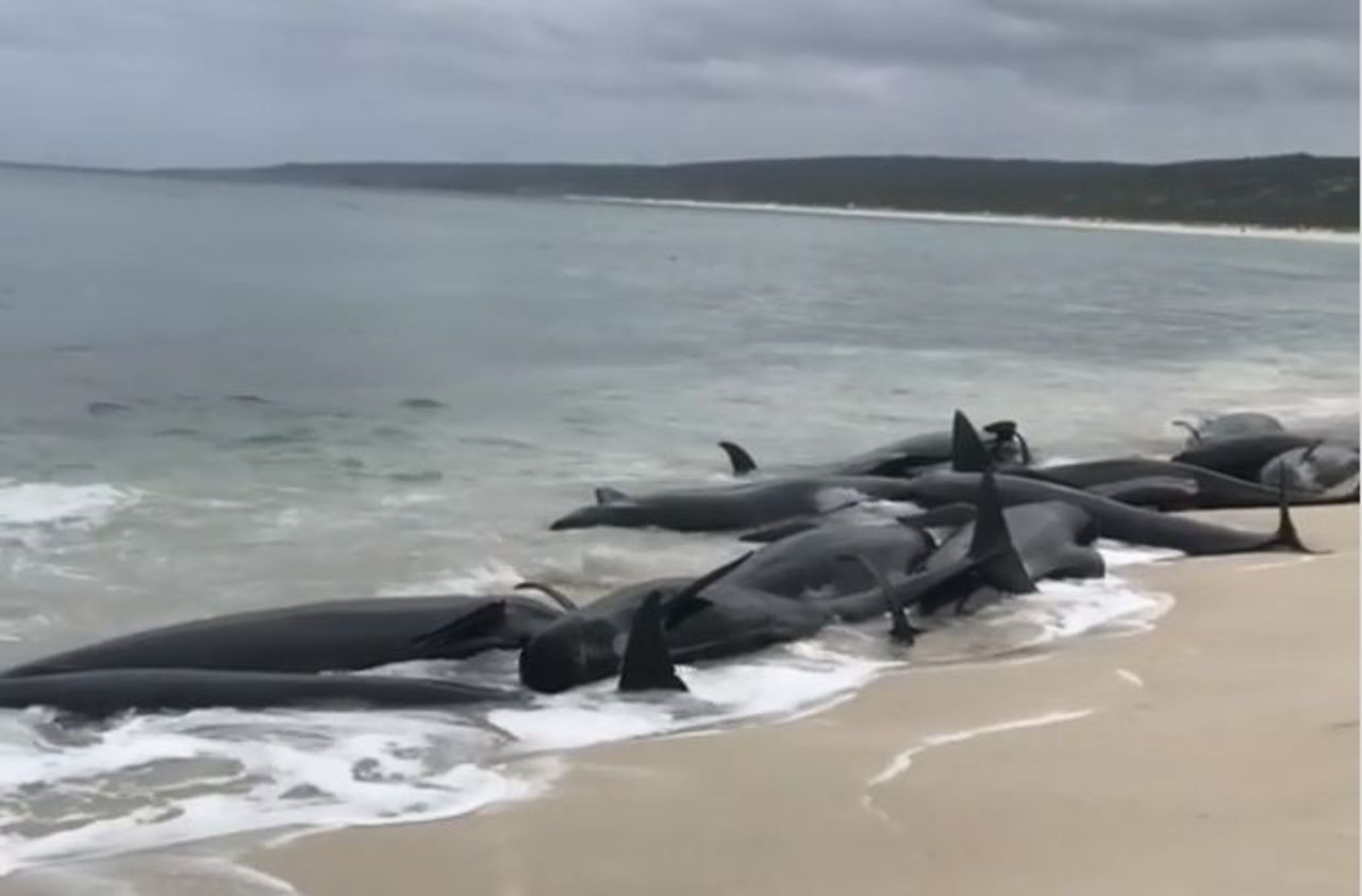 Australie : 135 dauphins-pilotes meurent en s’échouant sur la plage
