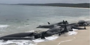 Australie : 135 dauphins-pilotes meurent en s’échouant sur la plage
