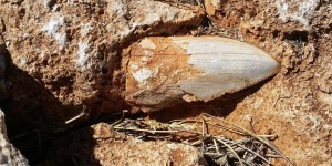 Australie : disparition d’un fossile de dent d’un requin préhistorique géant