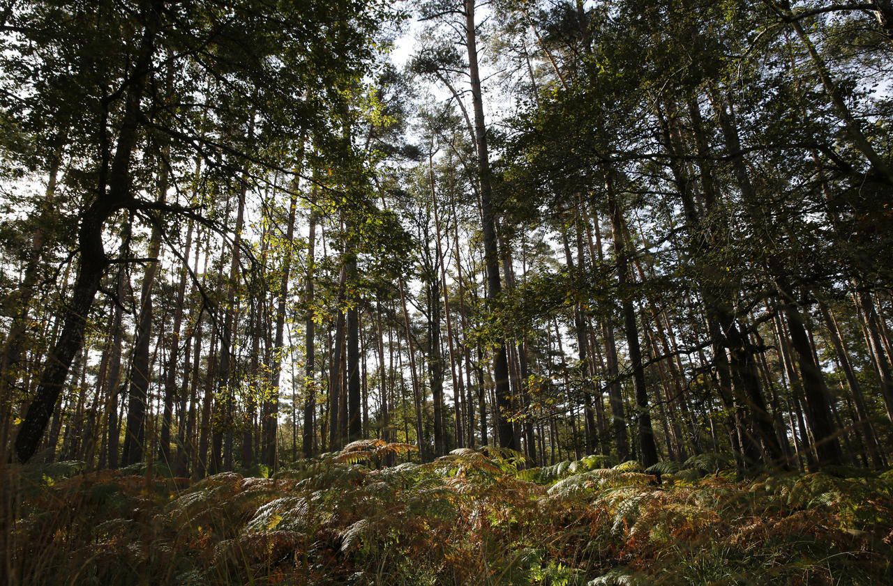Comment se balader en forêt améliore votre santé