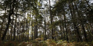 Comment se balader en forêt améliore votre santé