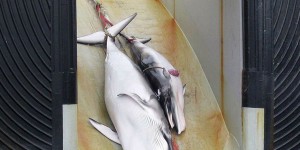 Chasse à la baleine : le Japon tue 333 cétacés dans l'Antarctique