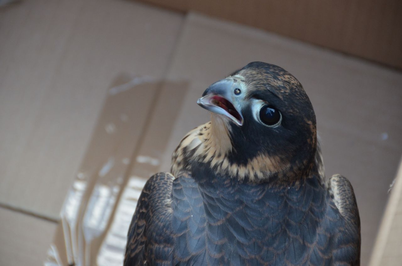  Haute-Vienne : les faucons font planer le doute sur le wakepark