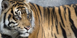 Indonésie : un villageois tué par un tigre sur l’île de Sumatra