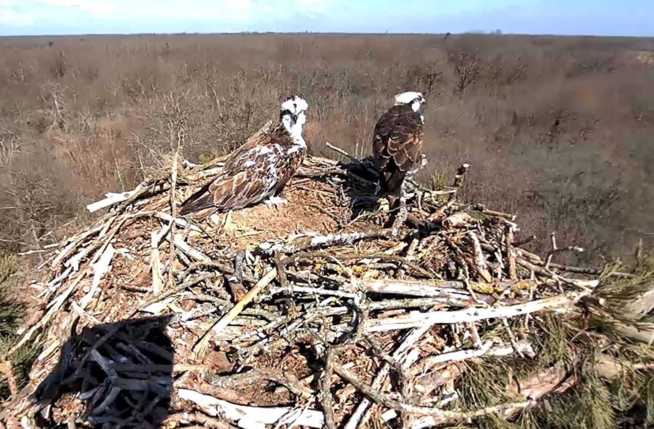 Loiret : un couple de rapaces filmé en direct depuis leur nid