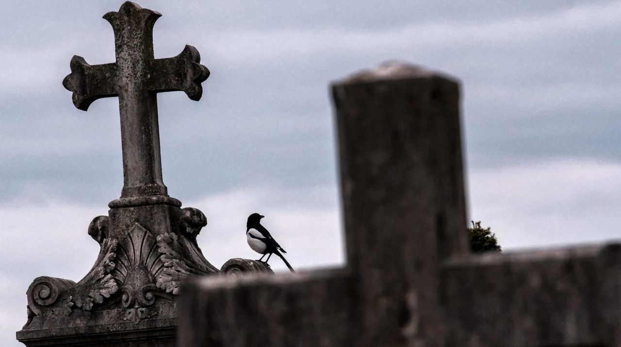 A Lyon, un cimetière devient un refuge pour la faune