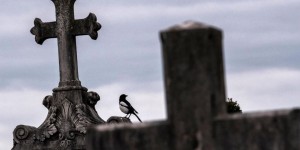A Lyon, un cimetière devient un refuge pour la faune