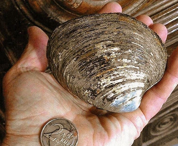 Un pêcheur breton remonte un coquillage vieux de 500 ans