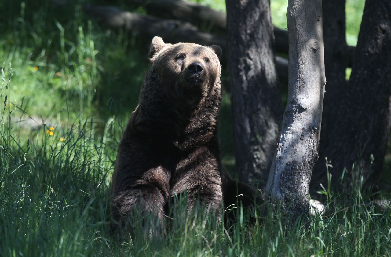 Protection de l’ours dans les Pyrénées : l’État condamné pour carence