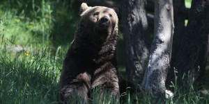 Protection de l’ours dans les Pyrénées : l’État condamné pour carence