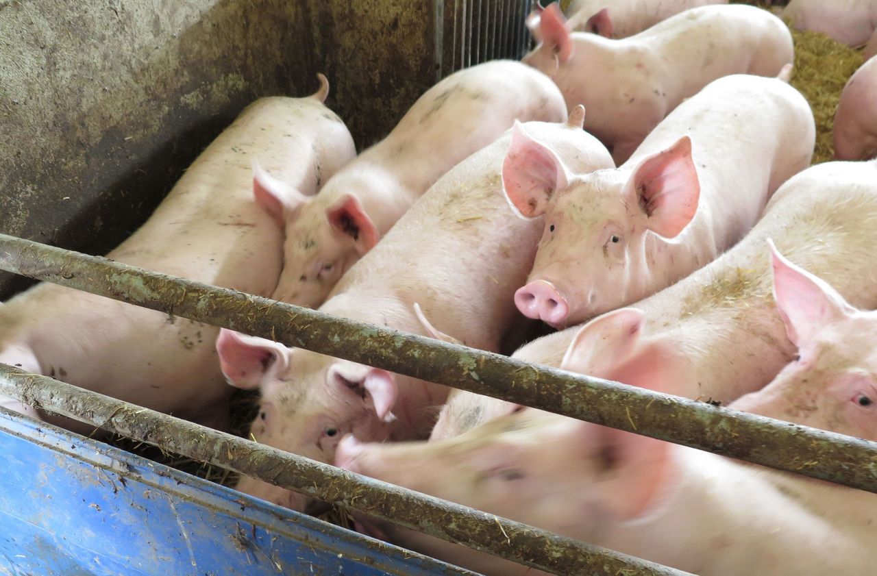 Pyrénées-Atlantiques : découverte d’un foyer de maladie porcine rare