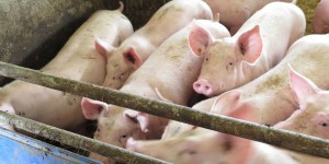 Pyrénées-Atlantiques : découverte d’un foyer de maladie porcine rare