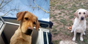 Ain : deux chiens guides d’aveugle dérobés à une association