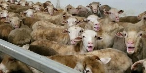 Australie : un cargo de moutons immobilisé après une vidéo choquante