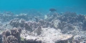 Australie : des millions de dollars pour sauver la Grande barrière de corail