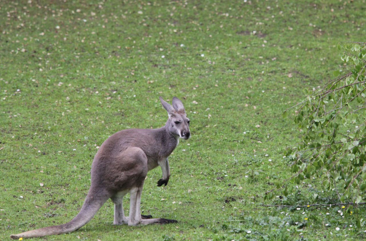 Chine  : un kangourou succombe à des jets de pierres de visiteurs dans un zoo