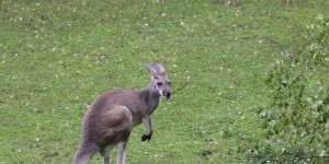 Chine  : un kangourou succombe à des jets de pierres de visiteurs dans un zoo