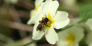 Disparition des abeilles : l’UE interdit trois pesticides